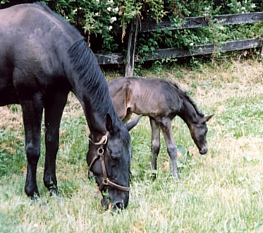 WFOAL Jumping